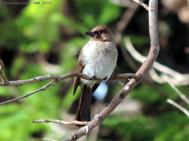 commonbulbul.jpg