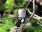 commonbulbul_small.jpg