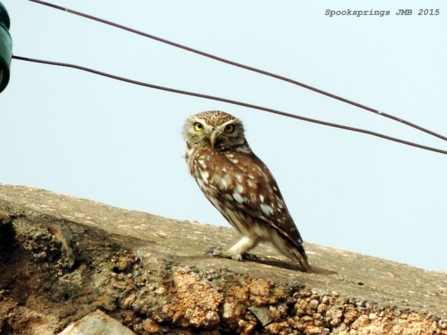 littleowl.jpg