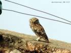 littleowl_small.jpg