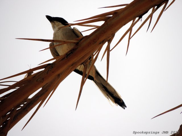 southerngreyshrike.jpg