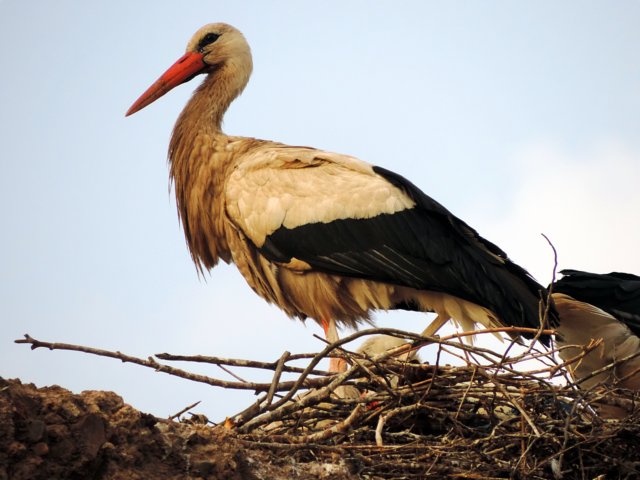 stork2.jpg