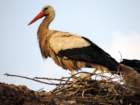 stork2_small.jpg