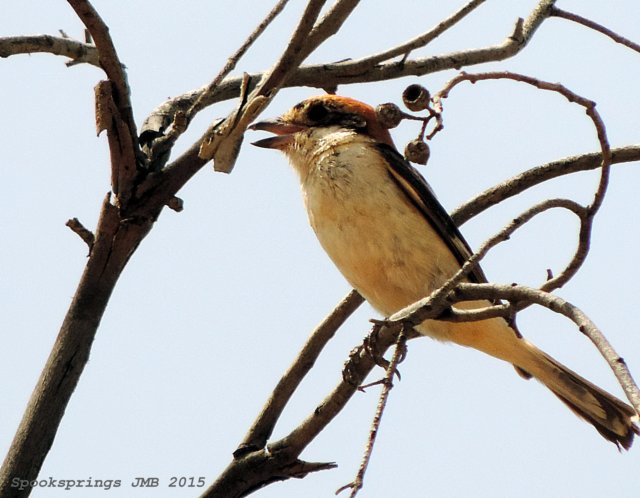 woodchatshrike.jpg