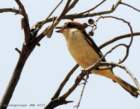 woodchatshrike_small.jpg