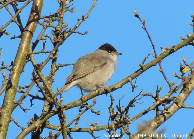 blackcap.jpg