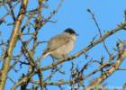 blackcap_small.jpg