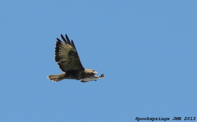 buzzard.jpg