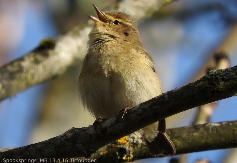 chiffchaff.jpg