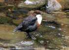dipper_small.jpg