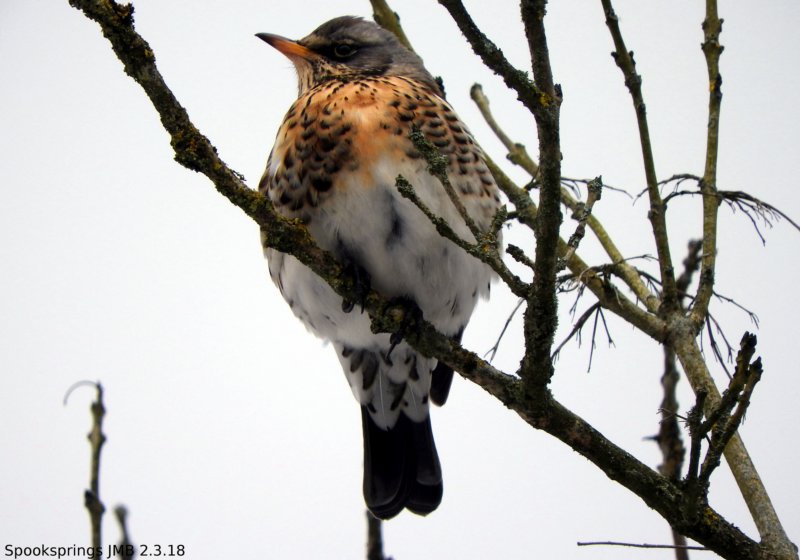 fieldfare.jpg