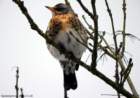 fieldfare_small.jpg