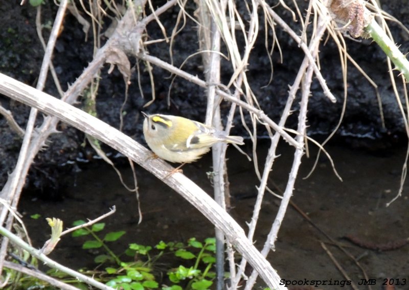 goldcrest.jpg