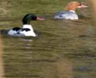 goosander_small.jpg