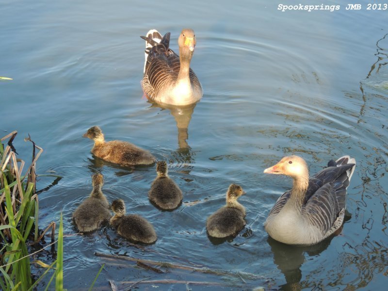 goosegreylag.jpg