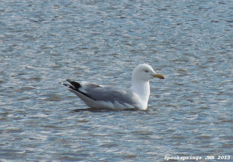 gullherring.jpg