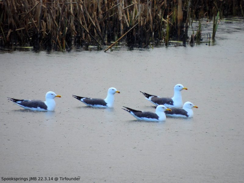 gulllesserblackbacked.jpg