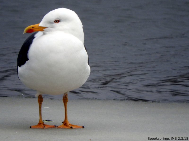 gulllesserblackbacked2.jpg