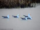 gulllesserblackbacked_small.jpg