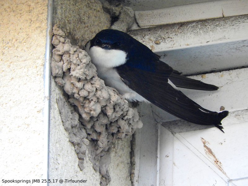 housemartin.jpg