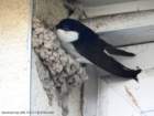 housemartin_small.jpg