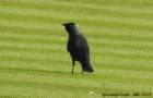 jackdaw_small.jpg