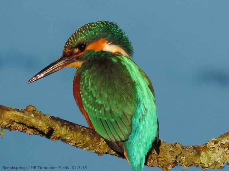 kingfisher.jpg