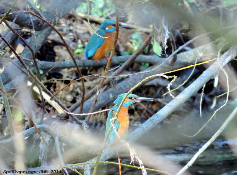 kingfisher2.jpg