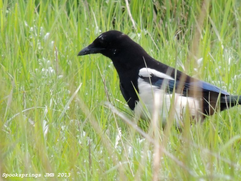 magpie.jpg