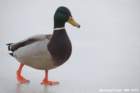 mallard_small.jpg