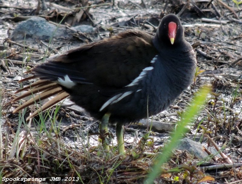 moorhen.jpg