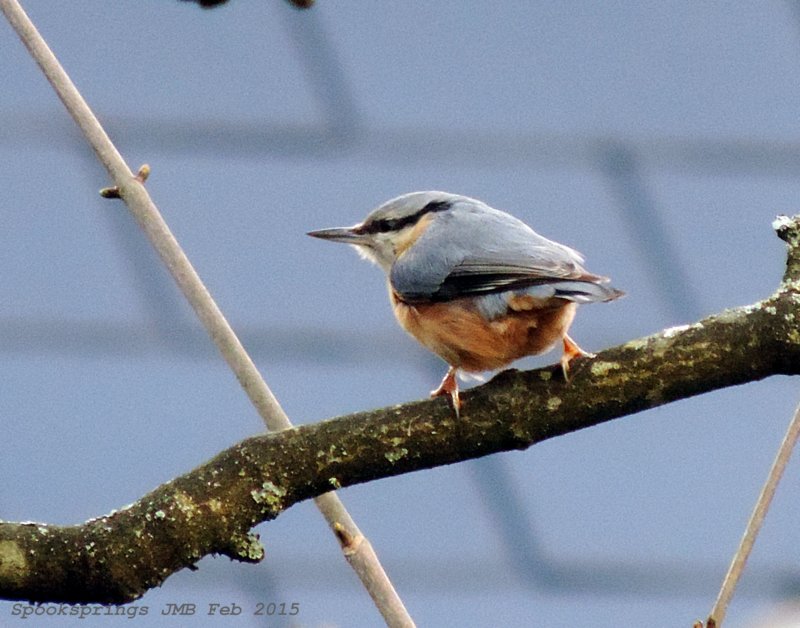 nuthatch.jpg