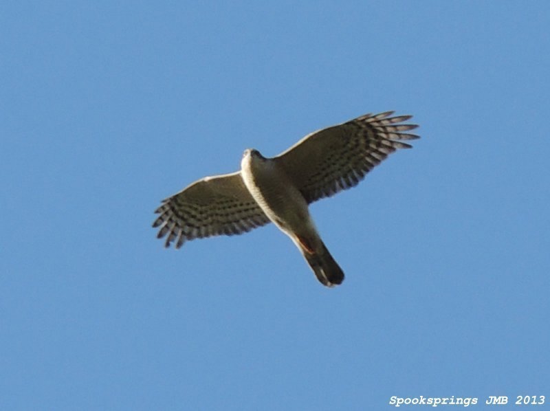 sparrowhawk.jpg