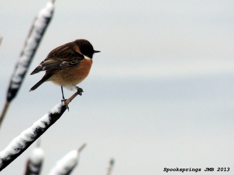 stonechat.jpg