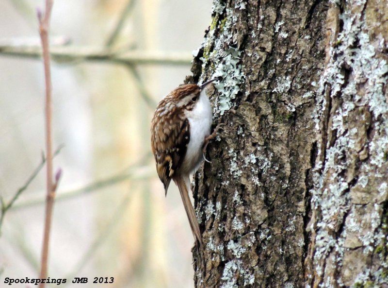 treecreeper.jpg