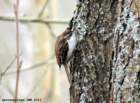 treecreeper_small.jpg