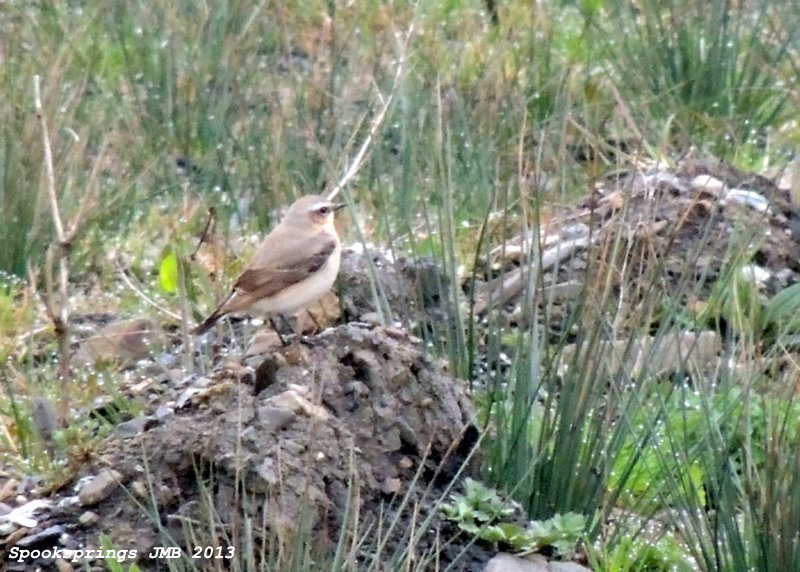 wheatearfem.jpg