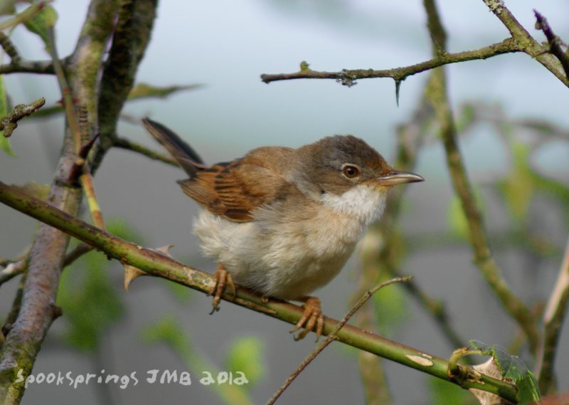 whitethroat.jpg