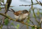 whitethroat_small.jpg