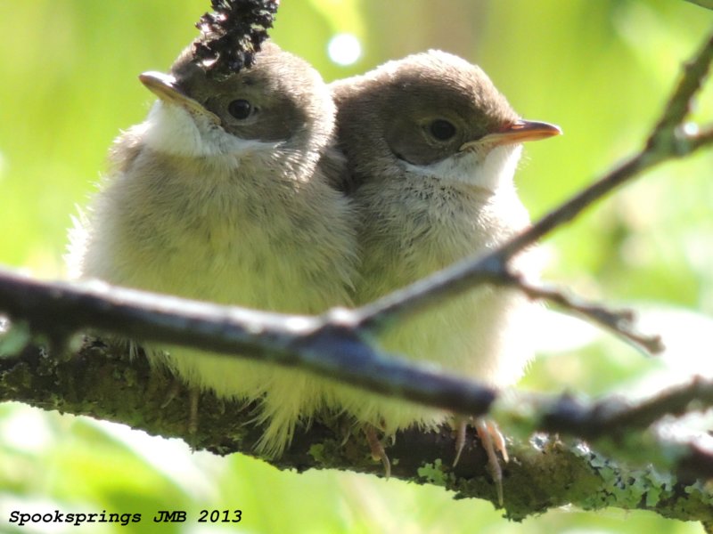 whitethroatjuv.jpg