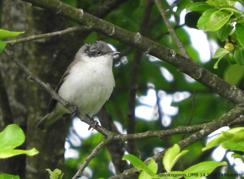 whitethroatlesser.jpg