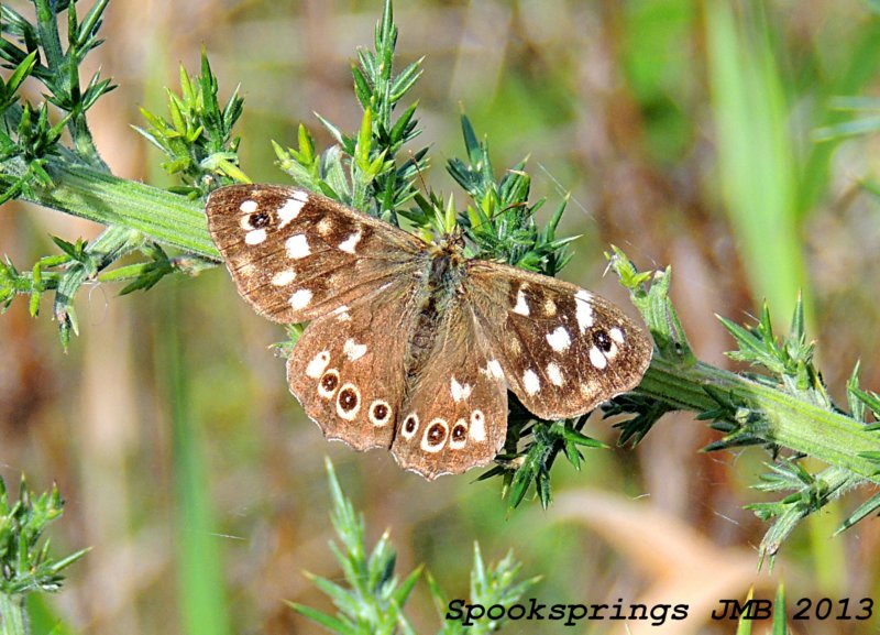 speckledwood.jpg