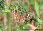 speckledwood_small.jpg