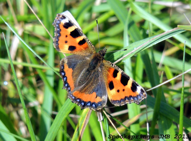 tortoiseshell.jpg