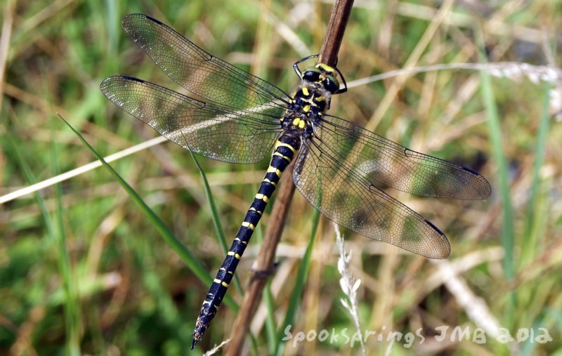 dragonflygoldenringed.jpg