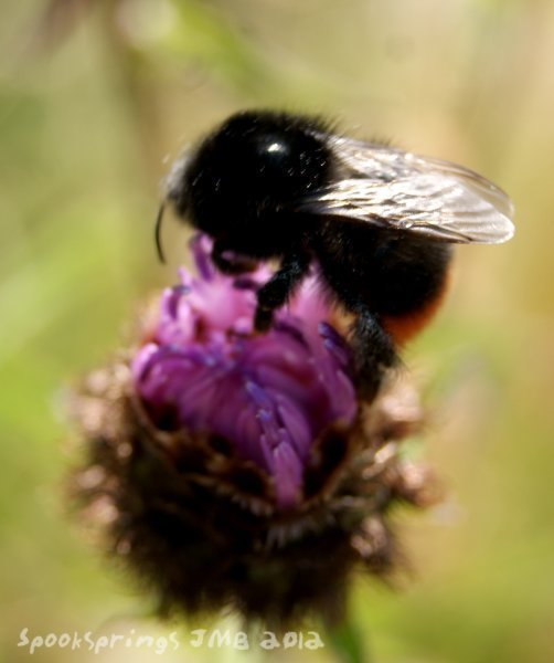 beeredtailedbumble.jpg