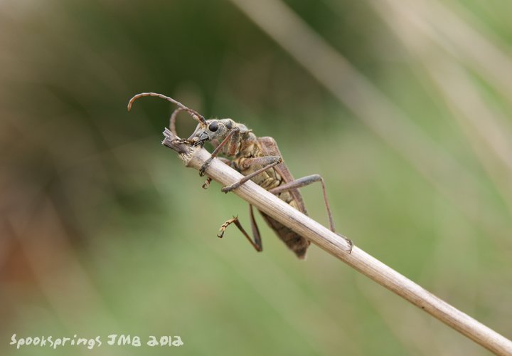 beetlebandedlonghorn.jpg