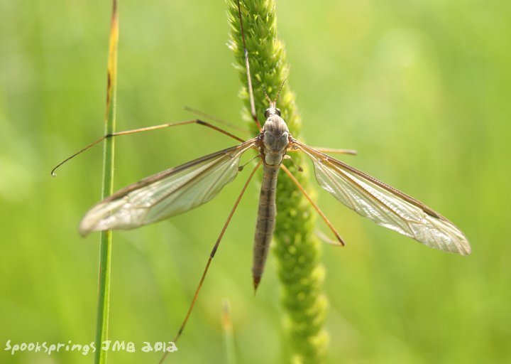 craneflycommon.jpg