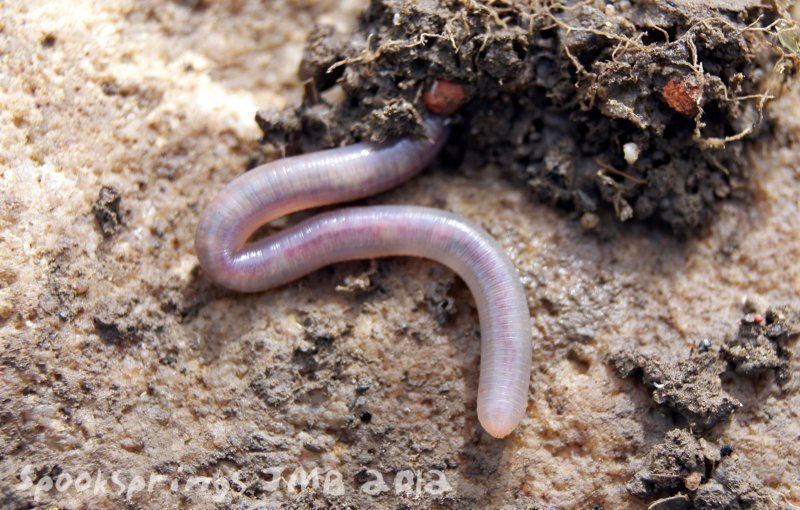 earthworm.jpg