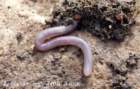 earthworm_small.jpg